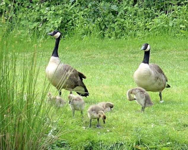 Canada goose